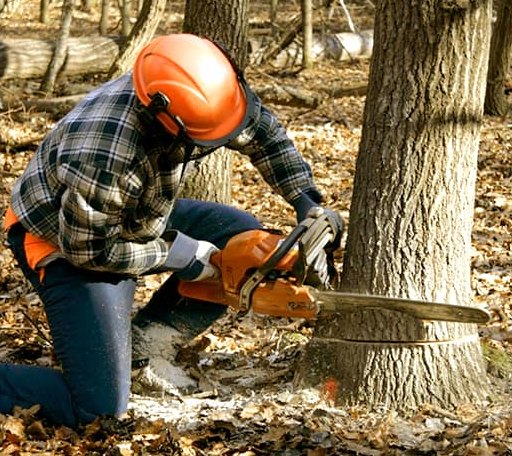 Tree Removal in Martinsville, OH